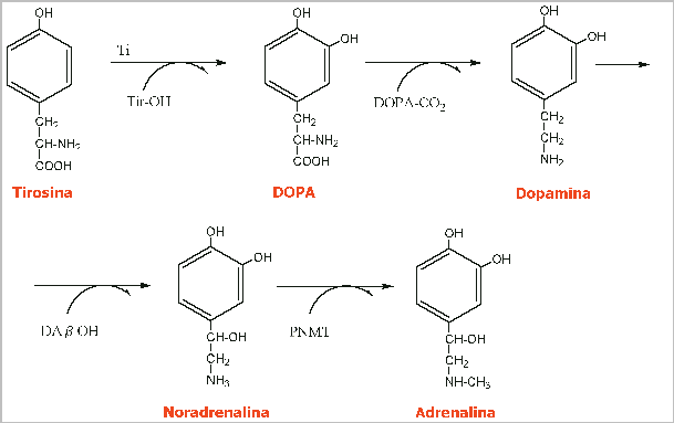 Atropina Atropina